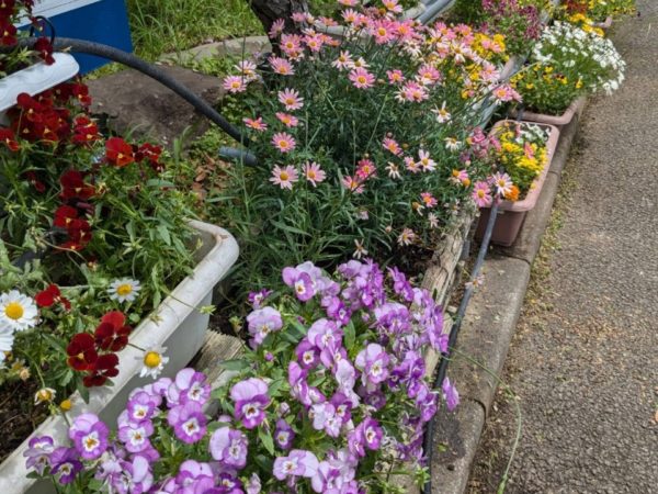 【花壇サークル】🌱草取りをしました🌱