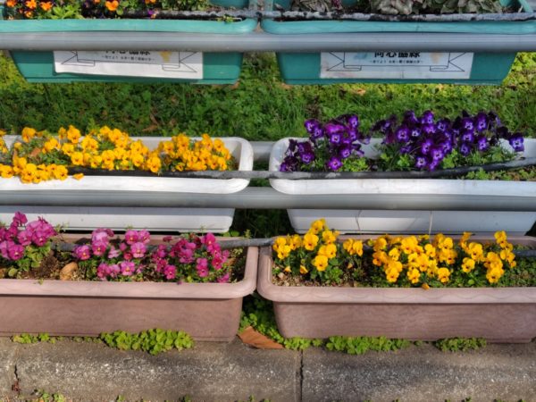 【花壇サークル】🌸桜の木植樹🌸