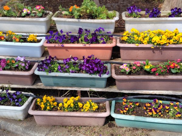 【花壇サークル】🌷花植え🌷